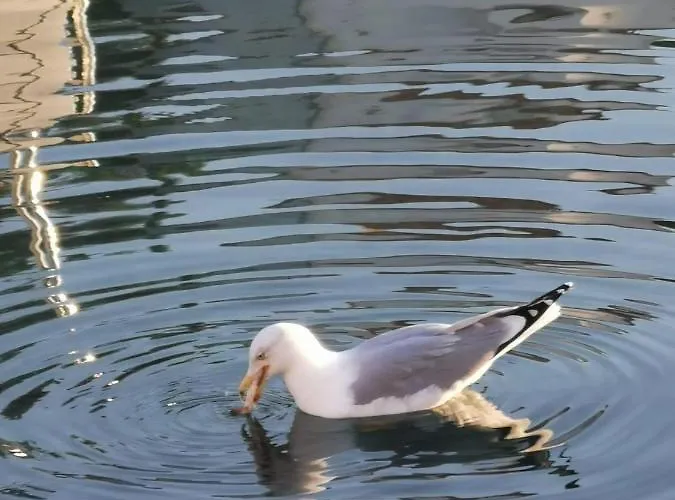 Mikula Nyaraló Maslinica